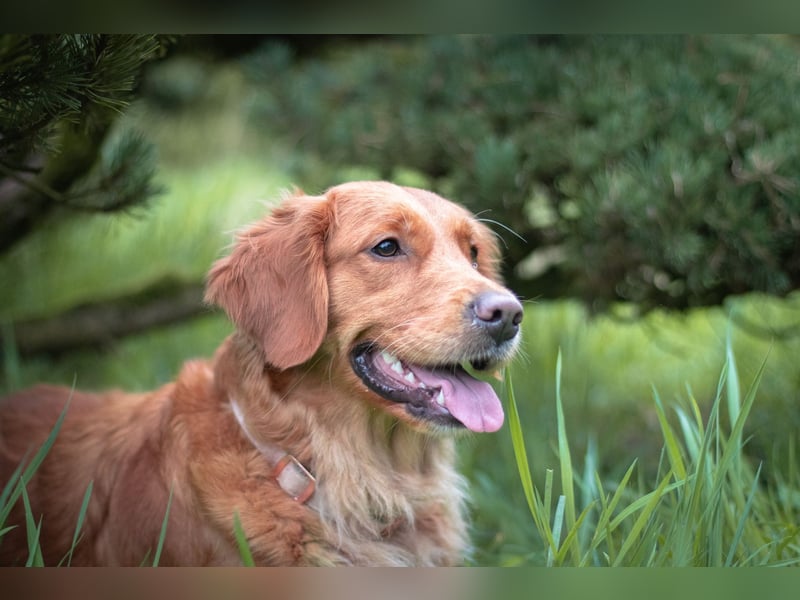 Golden Retriever Welpen