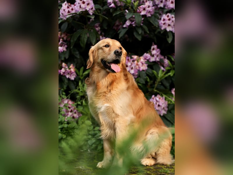 Golden Retriever Welpen