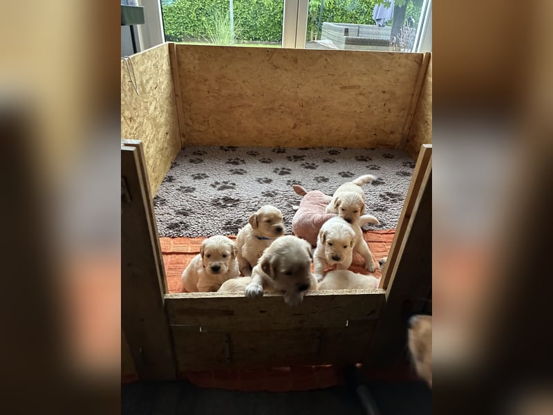 Golden Retriever Welpen