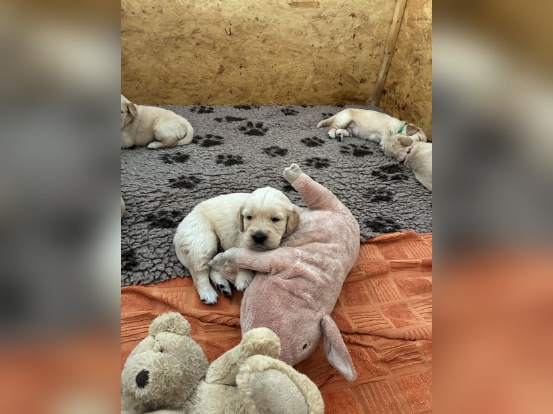 Golden Retriever Welpen