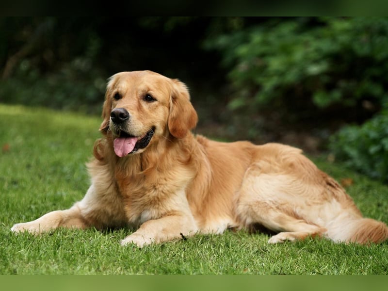 Golden Retriever Welpen