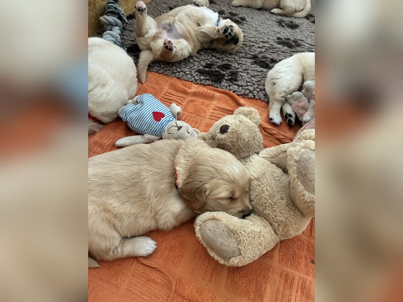 Golden Retriever Welpen