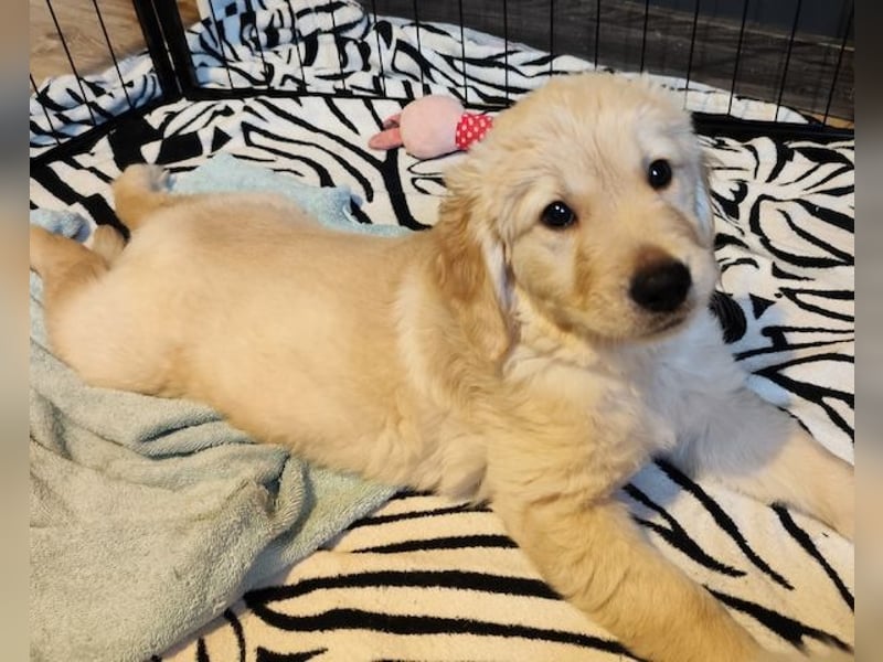 Golden Retriever welpen