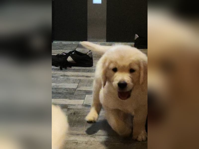 Golden Retriever welpen