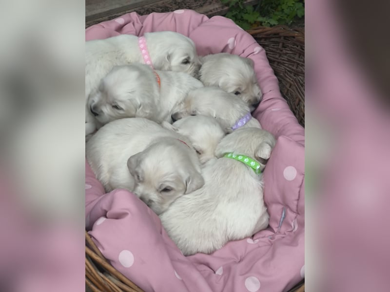 Golden Retriever Welpen 