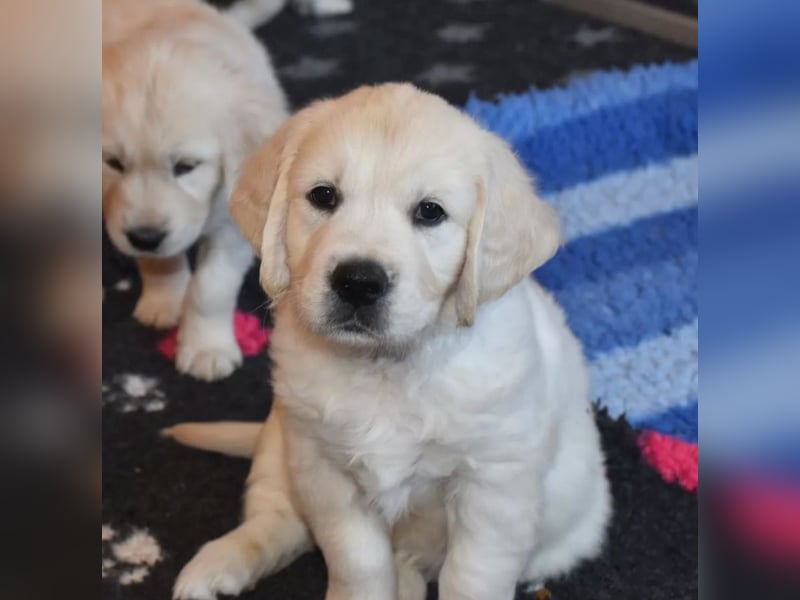 Schneeweiße Golden Retriever Welpen - Reinrassig - Ahnentafeln