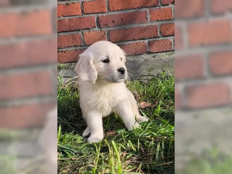 Schneeweiße Golden Retriever Welpen - Reinrassig - Ahnentafeln