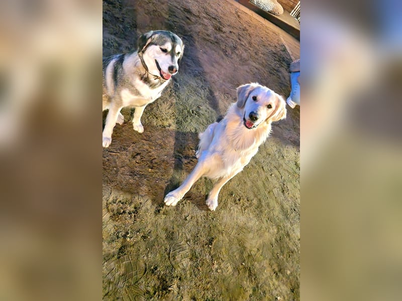 Wurfankündigung – Golden Retriever x Siberian Husky Mix Welpen ab Mitte Mai!