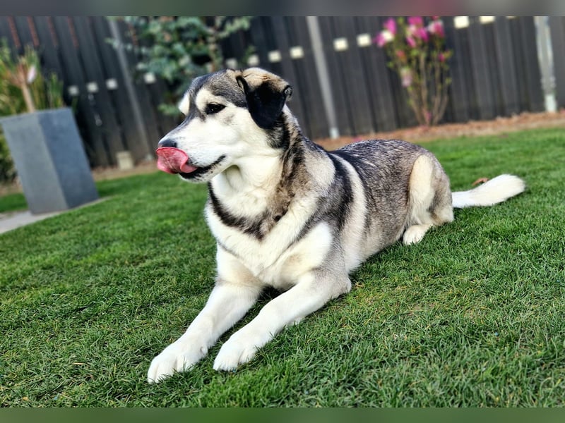 Wurfankündigung – Golden Retriever x Siberian Husky Mix Welpen ab Mitte Mai!