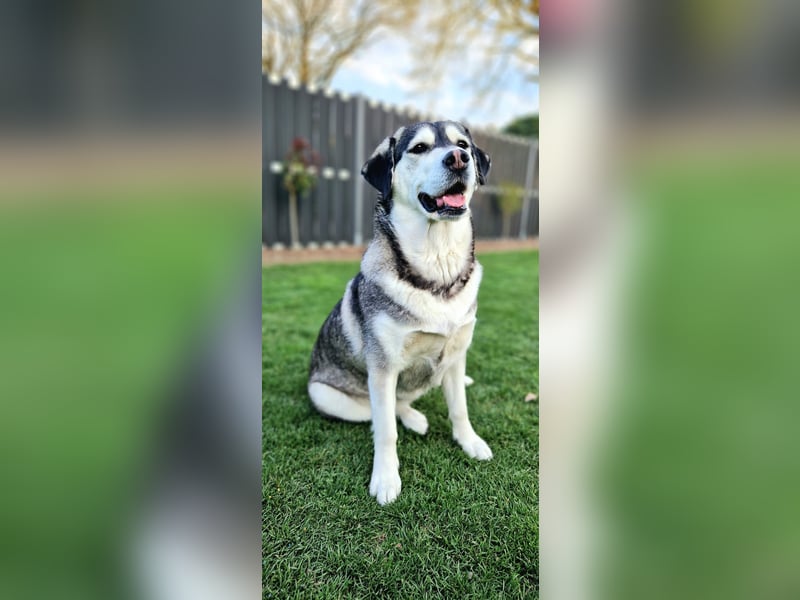 Wurfankündigung – Golden Retriever x Siberian Husky Mix Welpen ab Mitte Mai!