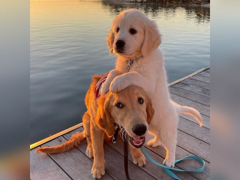 Golden Retriever Welpen