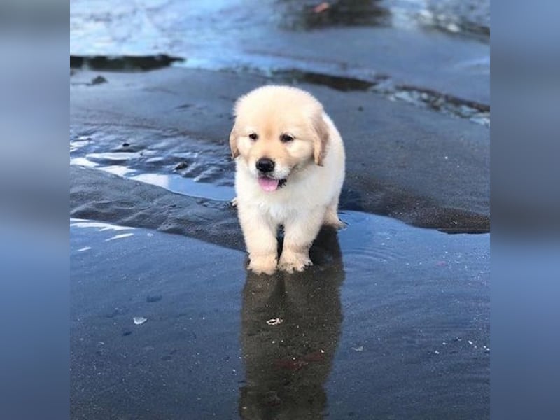 Golden Retriever Welpen
