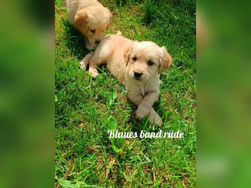 Golden Retriever Welpen reinrassig