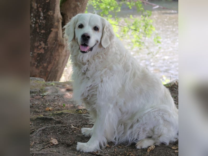 White Amy - freundlich und verträglich - Tierhilfe Franken e.V.