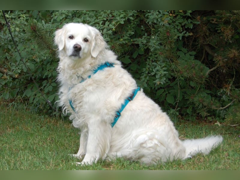 White Amy - freundlich und verträglich - Tierhilfe Franken e.V.