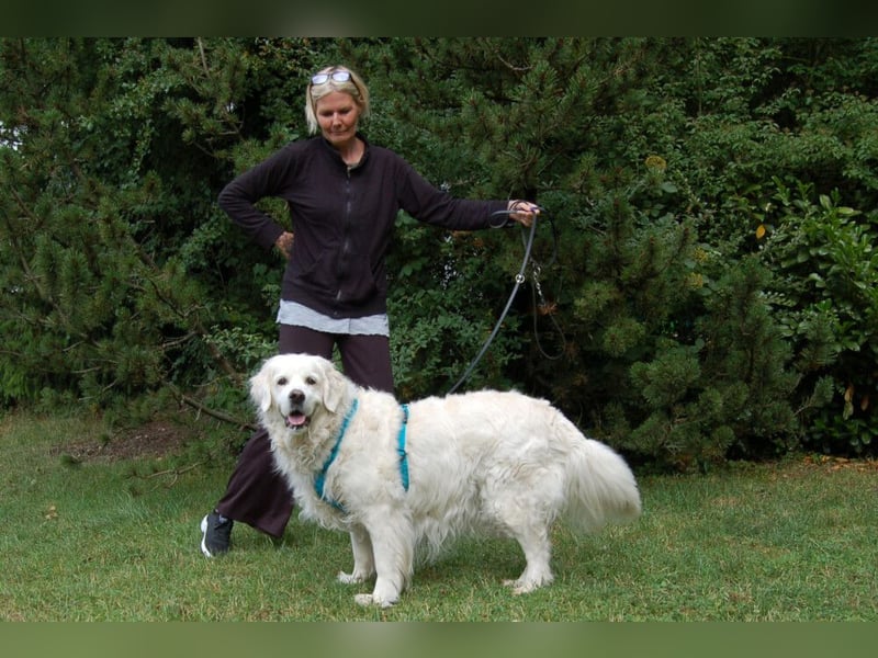 White Amy - freundlich und verträglich - Tierhilfe Franken e.V.