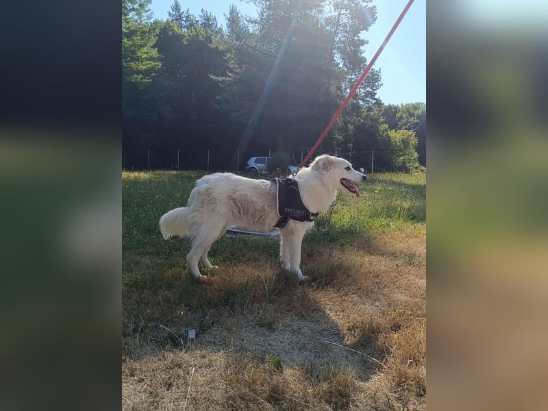 süße Retriever Mischlings Hündin Sally sucht ihre Menschen