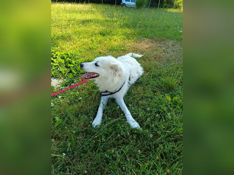süße Retriever Mischlings Hündin Sally sucht ihre Menschen