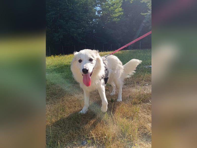 süße Retriever Mischlings Hündin Sally sucht ihre Menschen