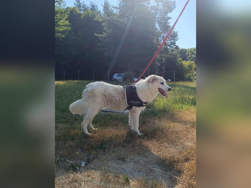süße Retriever Mischlings Hündin Sally sucht ihre Menschen