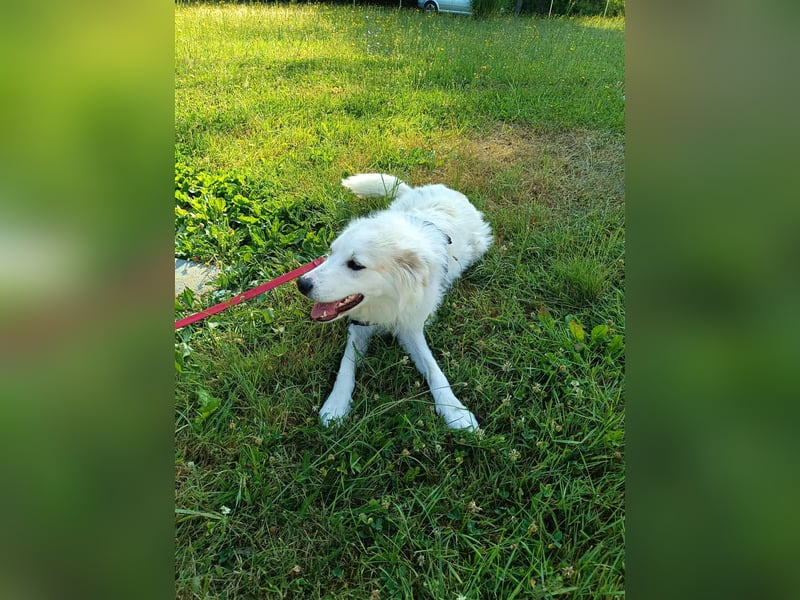 süße Retriever Mischlings Hündin Sally sucht ihre Menschen