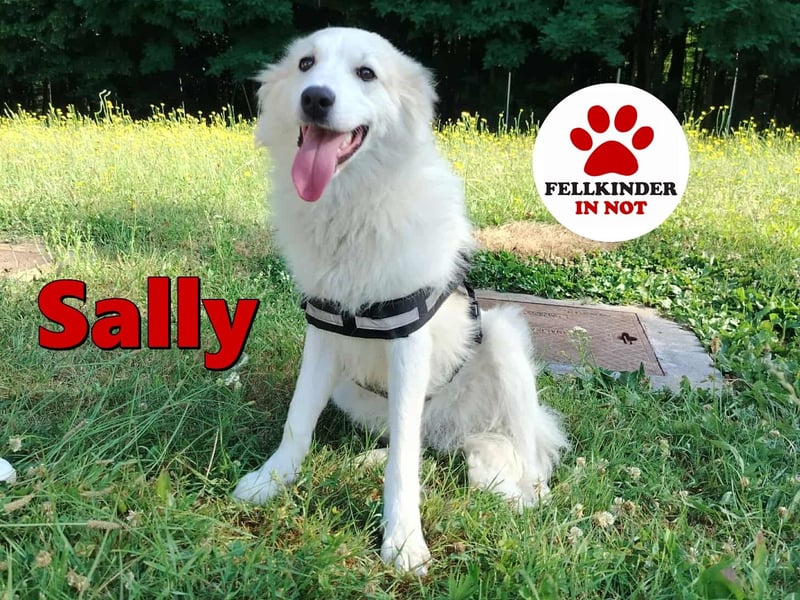 süße Retriever Mischlings Hündin Sally sucht ihre Menschen