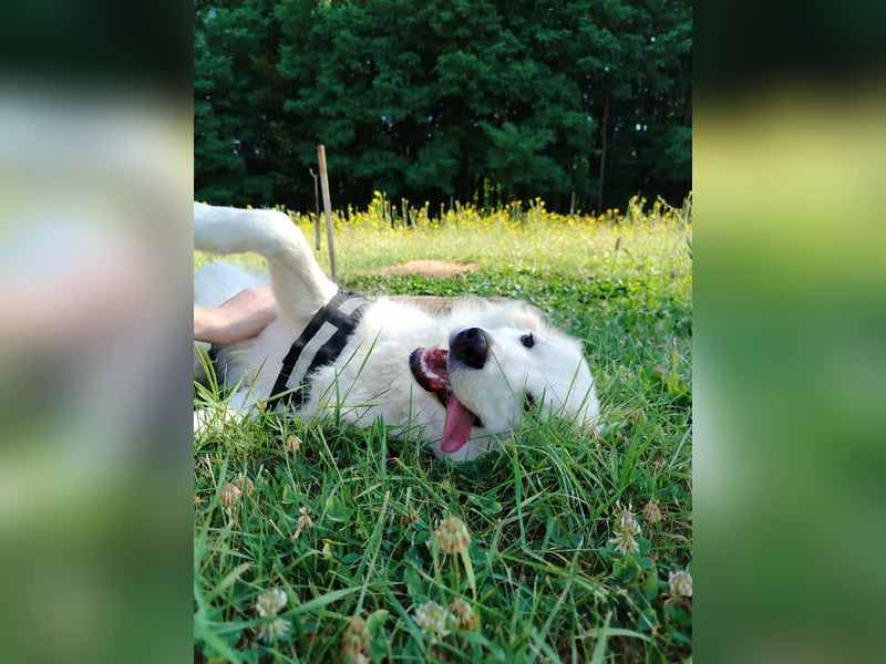 süße Retriever Mischlings Hündin Sally sucht ihre Menschen