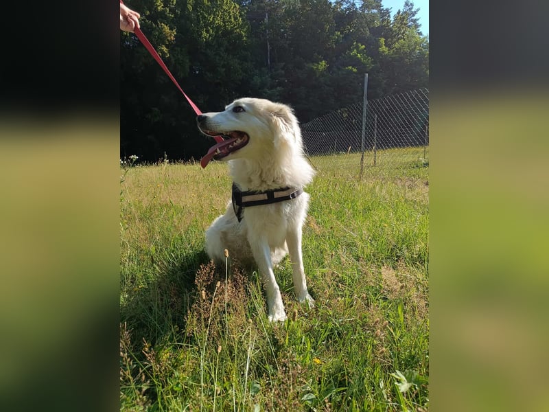 süße Retriever Mischlings Hündin Sally sucht ihre Menschen