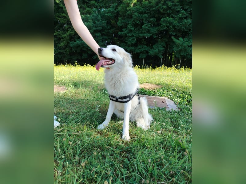süße Retriever Mischlings Hündin Sally sucht ihre Menschen