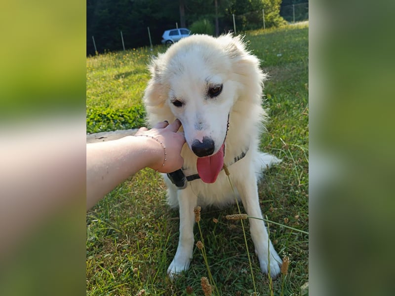 süße Retriever Mischlings Hündin Sally sucht ihre Menschen