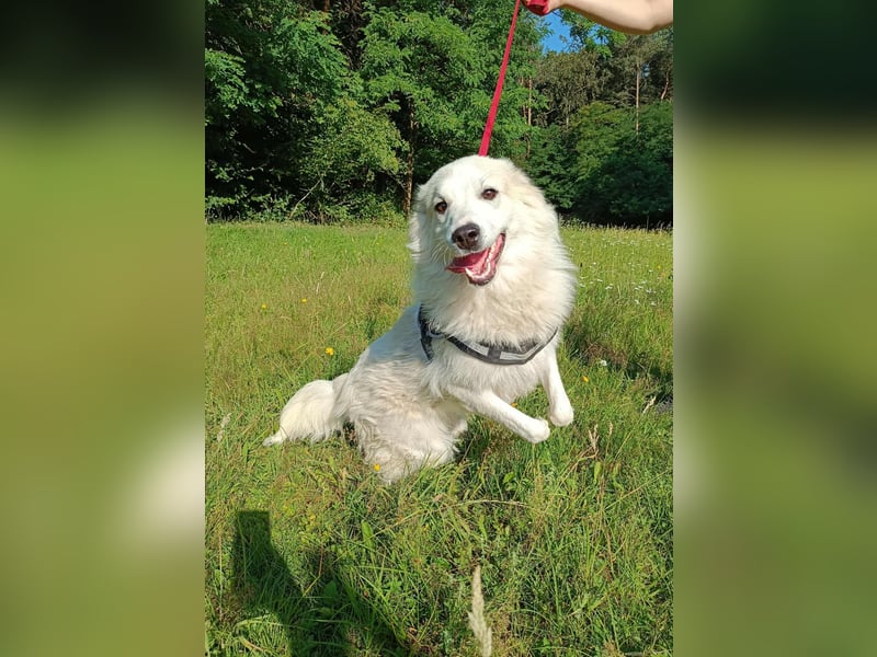 süße Retriever Mischlings Hündin Sally sucht ihre Menschen