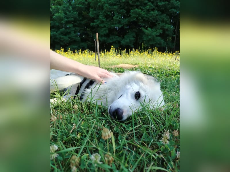 süße Retriever Mischlings Hündin Sally sucht ihre Menschen