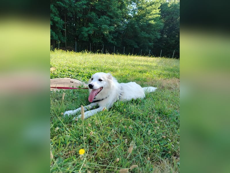 süße Retriever Mischlings Hündin Sally sucht ihre Menschen