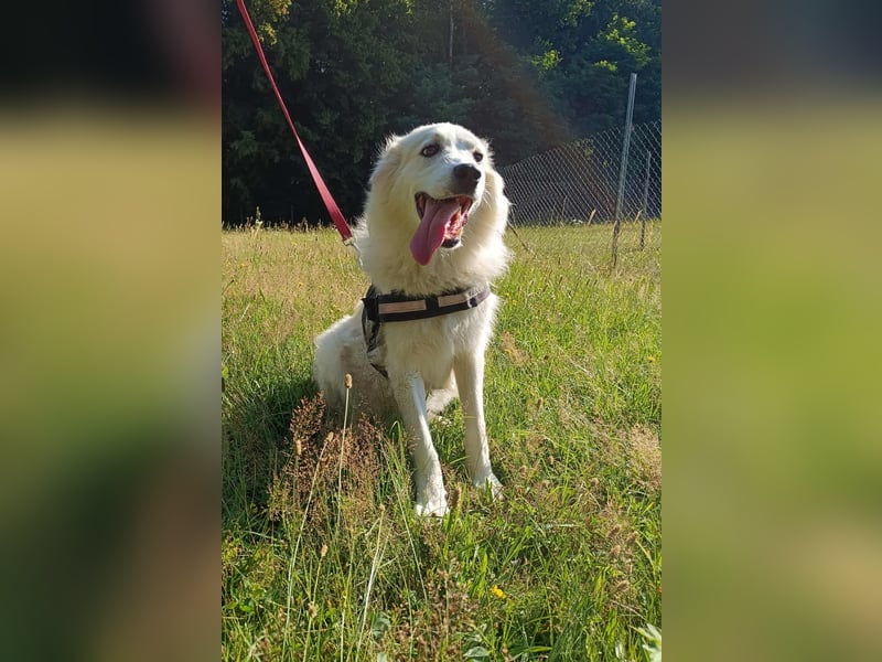 süße Retriever Mischlings Hündin Sally sucht ihre Menschen