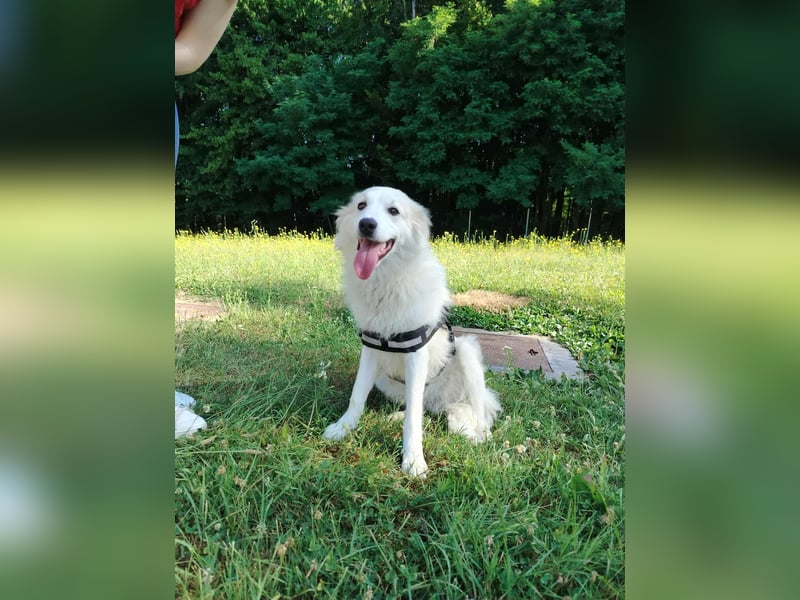 süße Retriever Mischlings Hündin Sally sucht ihre Menschen