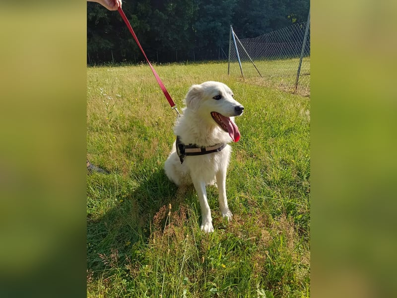 süße Retriever Mischlings Hündin Sally sucht ihre Menschen