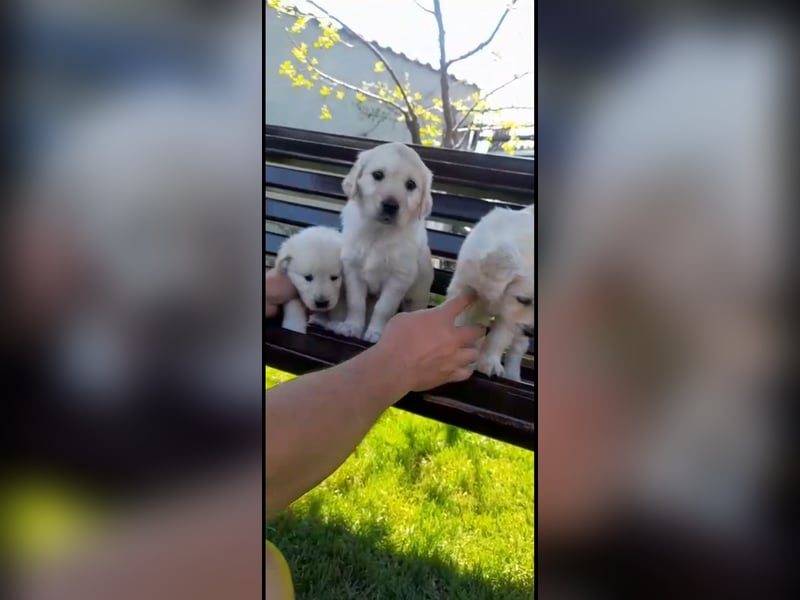 Golden Retriever  Welpen