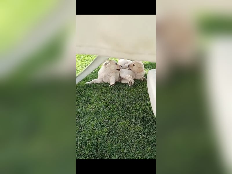 Golden Retriever  Welpen