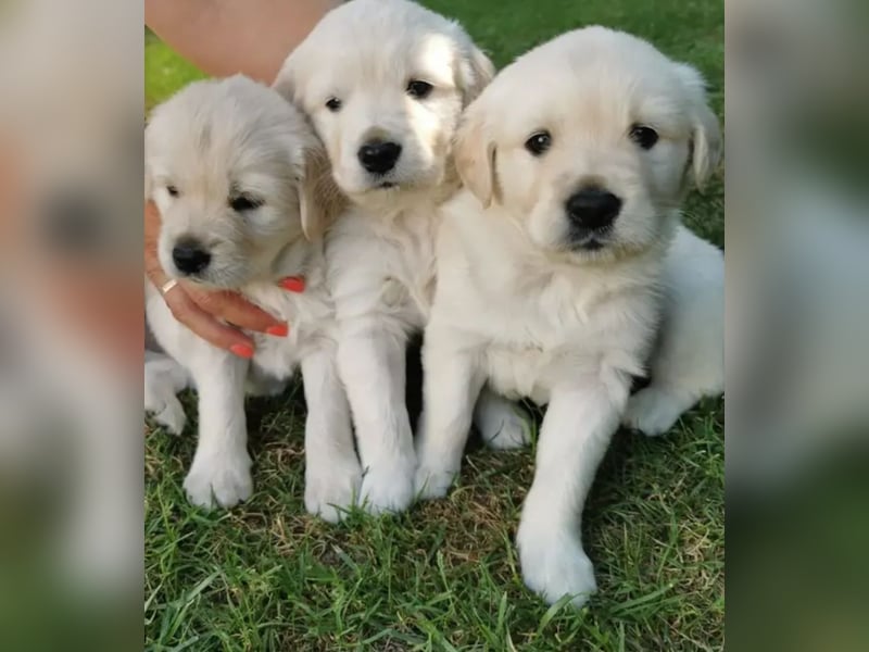 Golden Retriever  Welpen