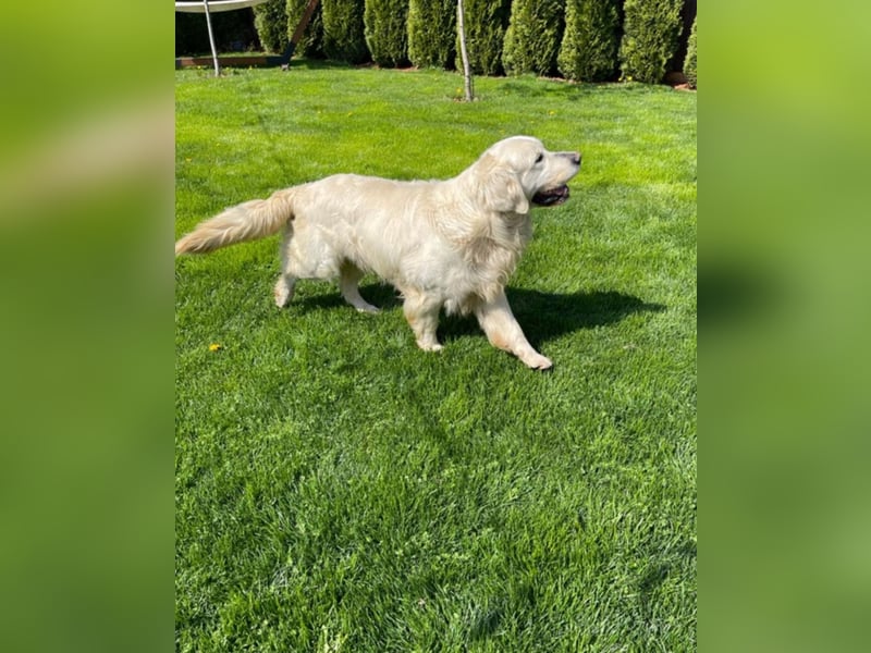 Golden Retriever  Welpen