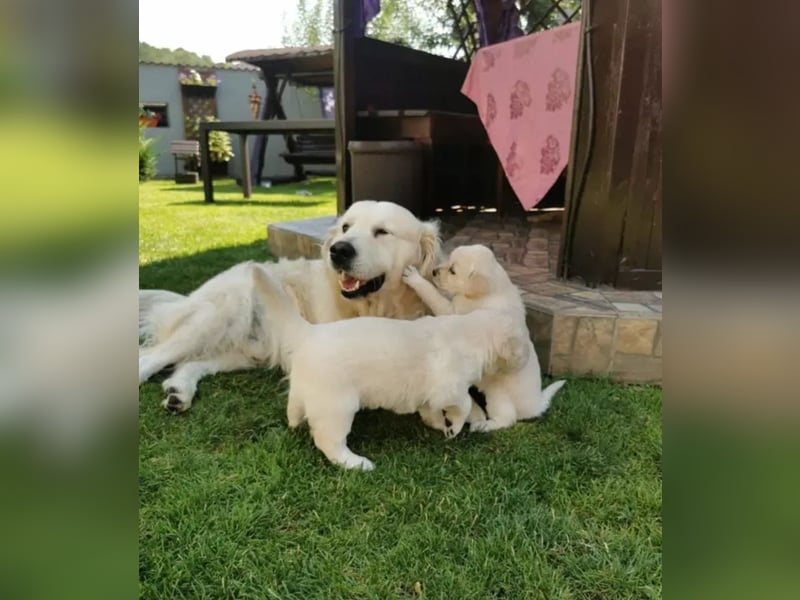 Golden Retriever  Welpen