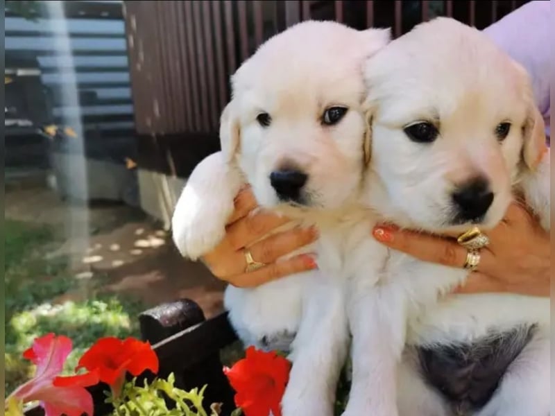 Golden Retriever  Welpen
