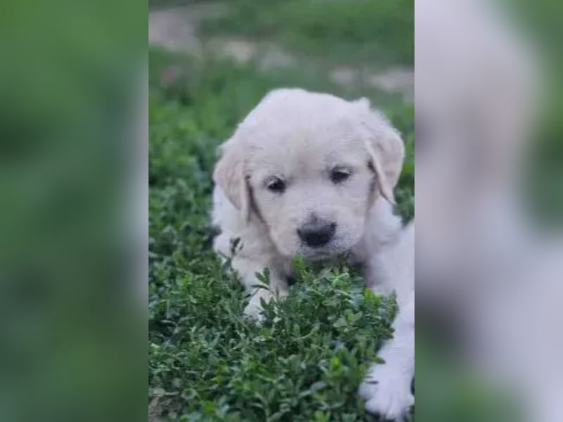 Golden Retriever  Welpen