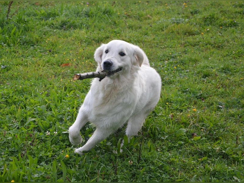 Golden Retriever Welpen mit Ahnentafel Abgabe 04. Juli