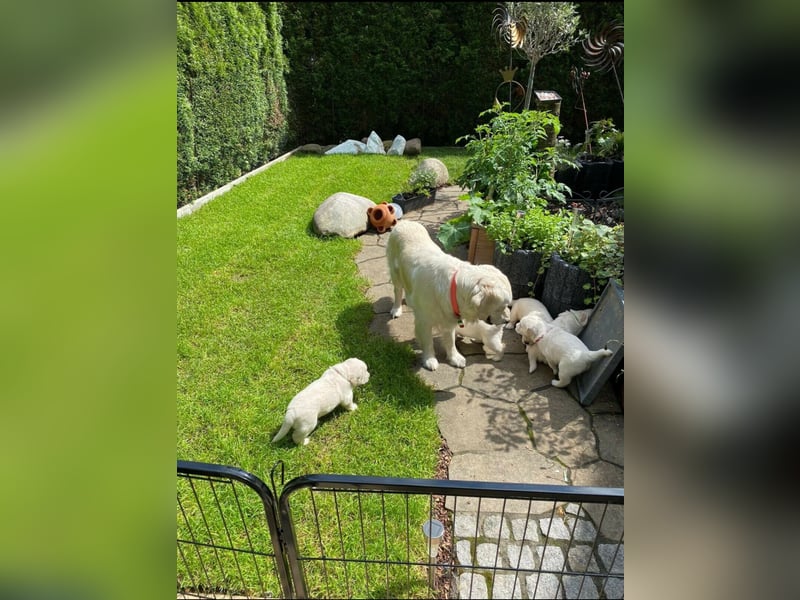 Golden Retriever Welpen mit Ahnentafel Abgabe 04. Juli