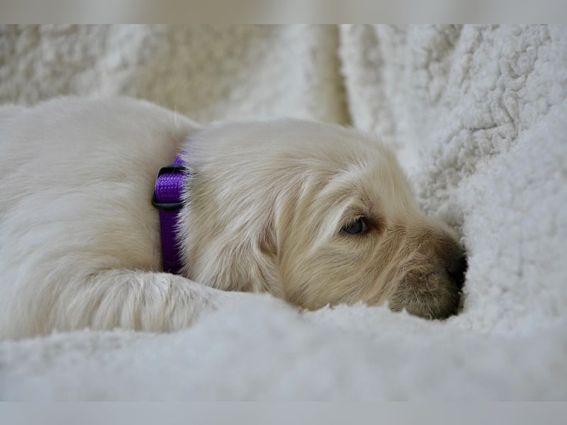 Golden Retriever Welpen mit Ahnentafel Abgabe 04. Juli