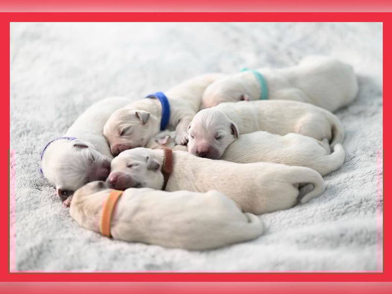 Golden Retriever Welpen mit Ahnentafel Abgabe 04. Juli