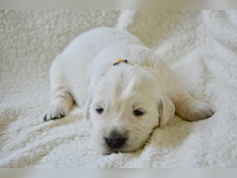 Golden Retriever Welpen mit Ahnentafel Abgabe 04. Juli