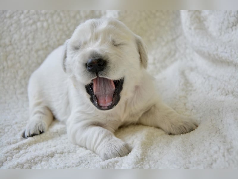 Golden Retriever Welpen mit Ahnentafel Abgabe 04. Juli