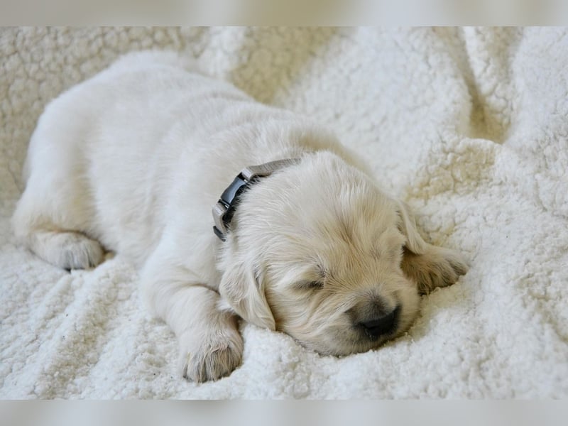Golden Retriever Welpen mit Ahnentafel Abgabe 04. Juli